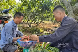 Vải u trứng trắng ở Hải Dương ngon cỡ nào ai nhìn cũng ham ăn?