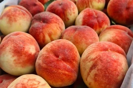 Bốn loại đào Trung Quốc đổ về chợ Việt, giá rẻ hơn rau 