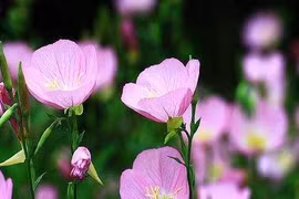 Trẻ sinh vào 3 tháng Âm này, ngoan ngoãn lại hiếu thuận, ắt thành tài 