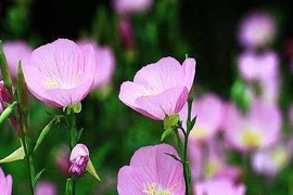 Trẻ sinh vào 3 tháng Âm này, ngoan ngoãn lại hiếu thuận, ắt thành tài 