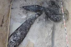 Tìm thấy 2 khúc gỗ 500.000 năm tuổi, lịch sử phải viết lại