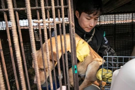 Những chú chó được nuôi để làm thịt ở Hàn Quốc