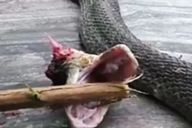 Hãi hùng rắn độc đầu lìa khỏi thân vẫn cắn chết người