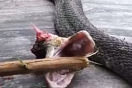 Hãi hùng rắn độc đầu lìa khỏi thân vẫn cắn chết người