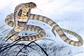 Nắng xuân rực rỡ, 4 con giáp tiền tài nhân đôi, thăng tiến chóng mặt 