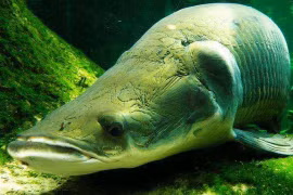 Loại cá được mệnh danh 'Chúa tể sông Amazon' hung bạo đến mức nào?