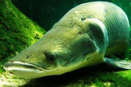 Loại cá được mệnh danh 'Chúa tể sông Amazon' hung bạo đến mức nào?