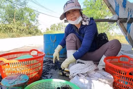 Cách chọn cua biển siêu ngon, chắc thịt bách phát bách trúng