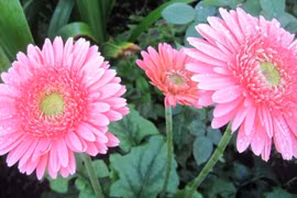 3 con giáp thật thà, ngay thẳng, dễ thành công trong hợp tác làm ăn 