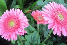 3 con giáp thật thà, ngay thẳng, dễ thành công trong hợp tác làm ăn 