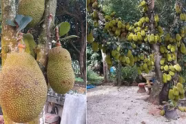 Tại sao mít mang ý nghĩa phong thủy tốt nhưng không nên trồng trước nhà?