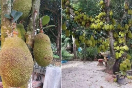 Tại sao mít mang ý nghĩa phong thủy tốt nhưng không nên trồng trước nhà?