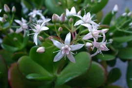 Loài cây hút lộc trồng trên ban công, gia chủ tiền ào vào túi