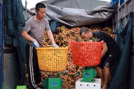 Hải Dương: Mùa vải thiều, nông dân Thanh Hà thu 1.000 tỷ