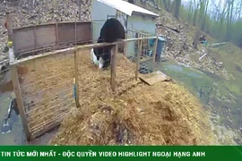 Video: Gấu đột nhập chuồng lợn, bị rượt đuổi thục mạng