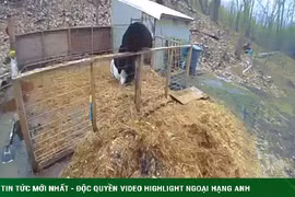 Video: Gấu đột nhập chuồng lợn, bị rượt đuổi thục mạng