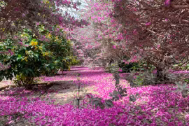 Thích thú check in vườn hoa tuyết sơn phi hồng tại TP Hồ Chí Minh