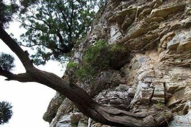 Loại gỗ quý hiếm từ thời khủng long được ví là 'báu vật'