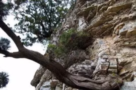 Loại gỗ quý hiếm từ thời khủng long được ví là 'báu vật'