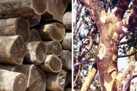 Loại gỗ cứng nhất thế giới, 1 tỷ đồng/m3 vẫn khó mua
