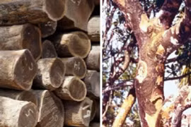 Loại gỗ cứng nhất thế giới, 1 tỷ đồng/m3 vẫn khó mua