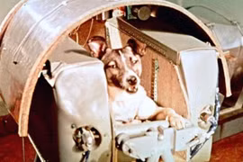 Chuyện kỳ thú và đáng buồn nhất về các loài động vật trong không gian