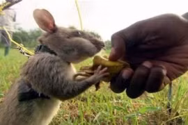 Loại chuột vĩ đại nhất thế giới, bảo vệ loài người nhưng ít ai biết 