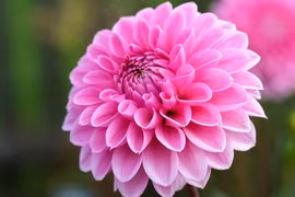 Người sinh vào 4 tháng Âm lịch này, trung niên thăng hoa bất ngờ