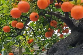 Cây cảnh chiêu may, quả vàng lúc lỉu, người giàu thích trồng ngày Tết