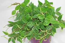 2 cây cảnh “hộ mệnh”, bảo vệ ngôi nhà, mang lại tài lộc