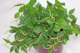 2 cây cảnh “hộ mệnh”, bảo vệ ngôi nhà, mang lại tài lộc