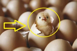 Con gà có trước hay quả trứng có trước: 90% câu trả lời sai