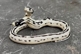 Rắn 2 đầu cực hiếm thình lình xuất hiện, dân ào ào tới xem 