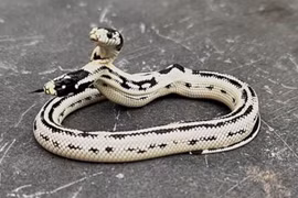 Rắn 2 đầu cực hiếm thình lình xuất hiện, dân ào ào tới xem 