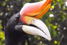 Chim hồng hoàng thể hiện khả năng săn dơi tuyệt đỉnh