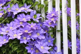 Mãn nhãn cây cảnh ngàn mặt mới rước may mắn vào nhà