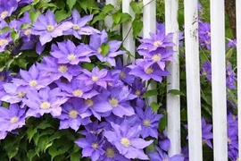 Mãn nhãn cây cảnh ngàn mặt mới rước may mắn vào nhà