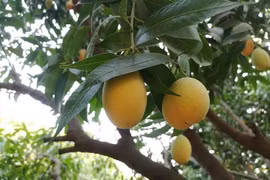 Loại quả nhìn như trứng gà giá siêu rẻ, chỉ từ 50 nghìn đồng/kg