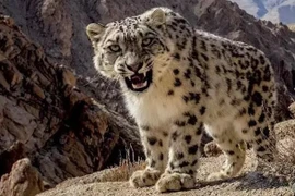 Chụp được ảnh báo tuyết ở vùng núi Ấn Độ: Loài rất hiếm gặp! 