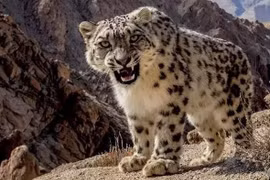 Chụp được ảnh báo tuyết ở vùng núi Ấn Độ: Loài rất hiếm gặp! 