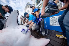 Nữ tiến sĩ chuyên đi thu thập tinh trùng cá mập trắng khổng lồ