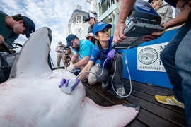 Nữ tiến sĩ chuyên đi thu thập tinh trùng cá mập trắng khổng lồ