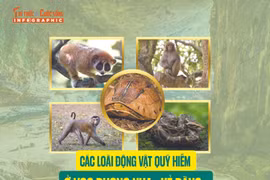 [INFOGRAPHIC] Các loài động vật quý hiếm ở VQG Phong Nha - Kẻ Bàng