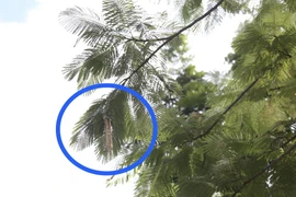 Tiết lộ số vàng bị cựu cán bộ trại giam nổ súng AK cướp tại Huế