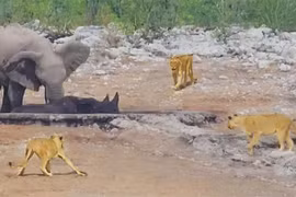 Voi cố gắng cứu tê giác khỏi đàn sư tử