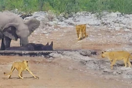 Voi cố gắng cứu tê giác khỏi đàn sư tử