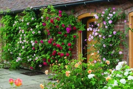 Người xưa dặn: Trồng 4 loài hoa trước cửa, tài lộc kéo tới