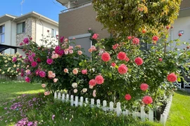 Ngôi nhà chữa lành, quanh năm thơm nức mùi hoa hồng 