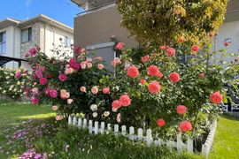 Ngôi nhà chữa lành, quanh năm thơm nức mùi hoa hồng 