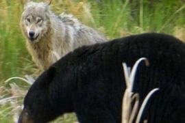 Chó sói chiến đấu với gấu đen để bảo vệ đàn con 